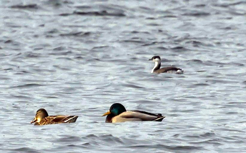 Txilinporta urrebelarria - ML646588287