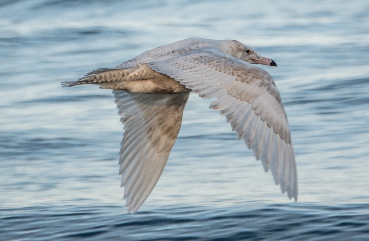 Gavión Hiperbóreo - ML646588288