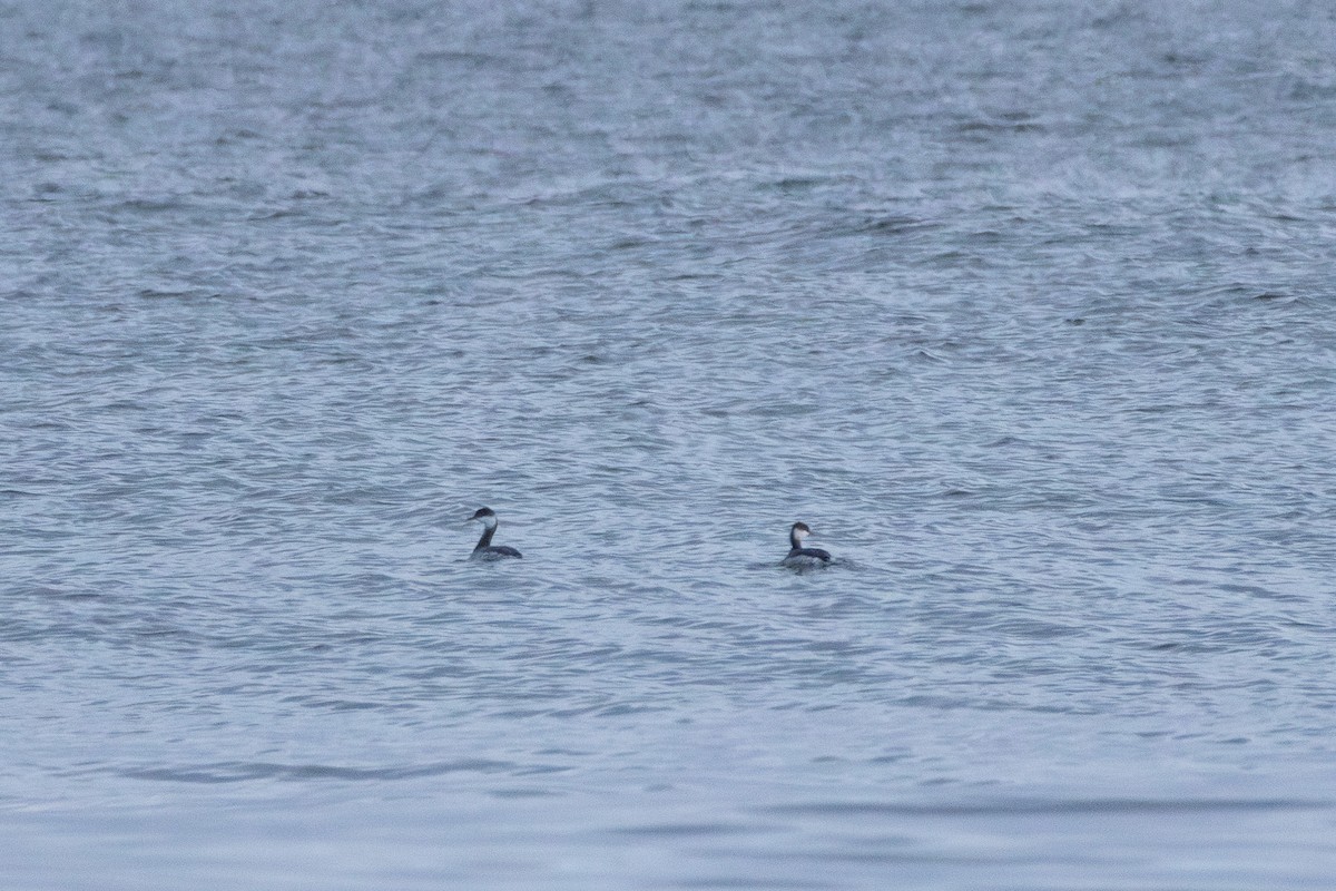 טבלן לבן-לחיים - ML646588292