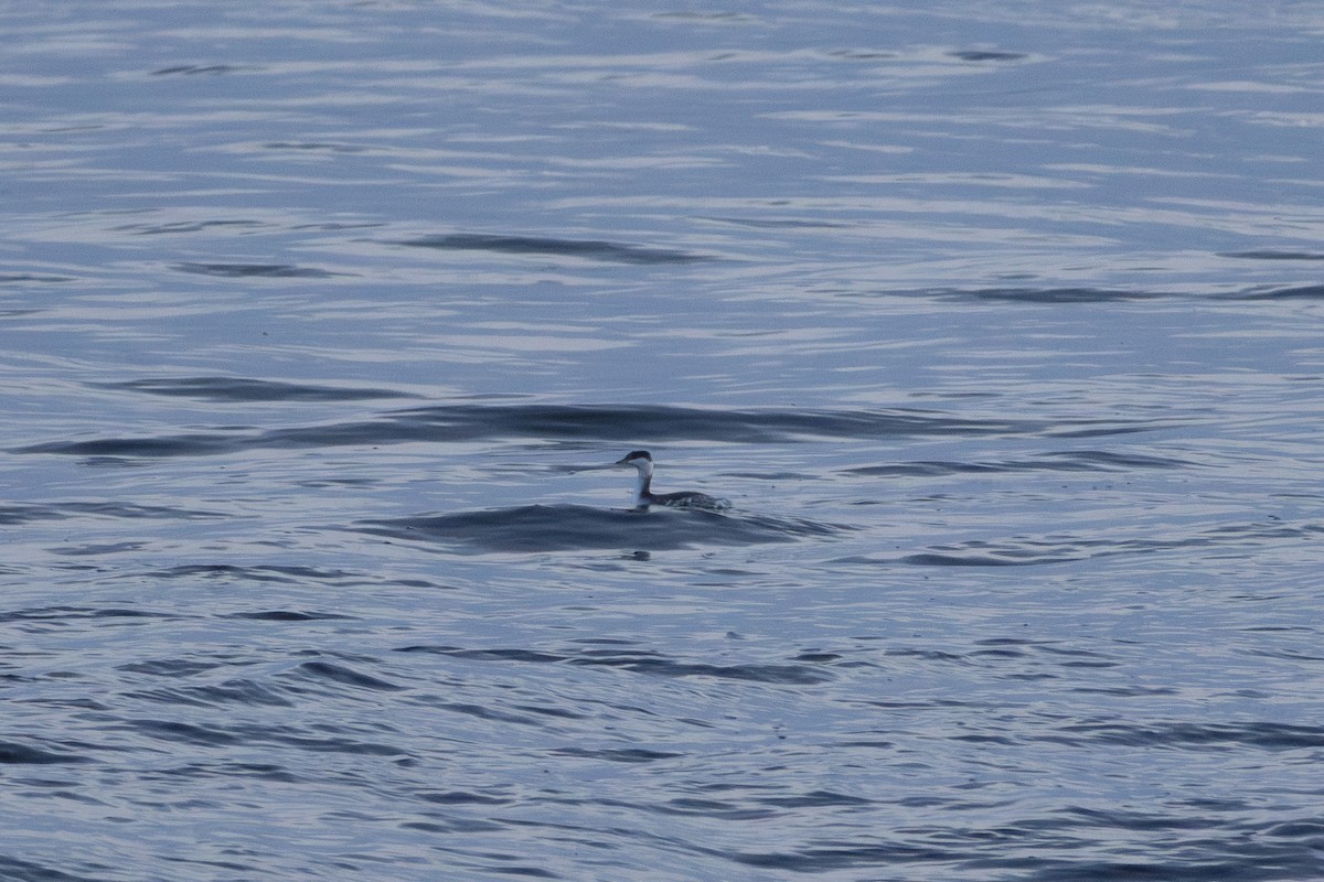 טבלן לבן-לחיים - ML646588293