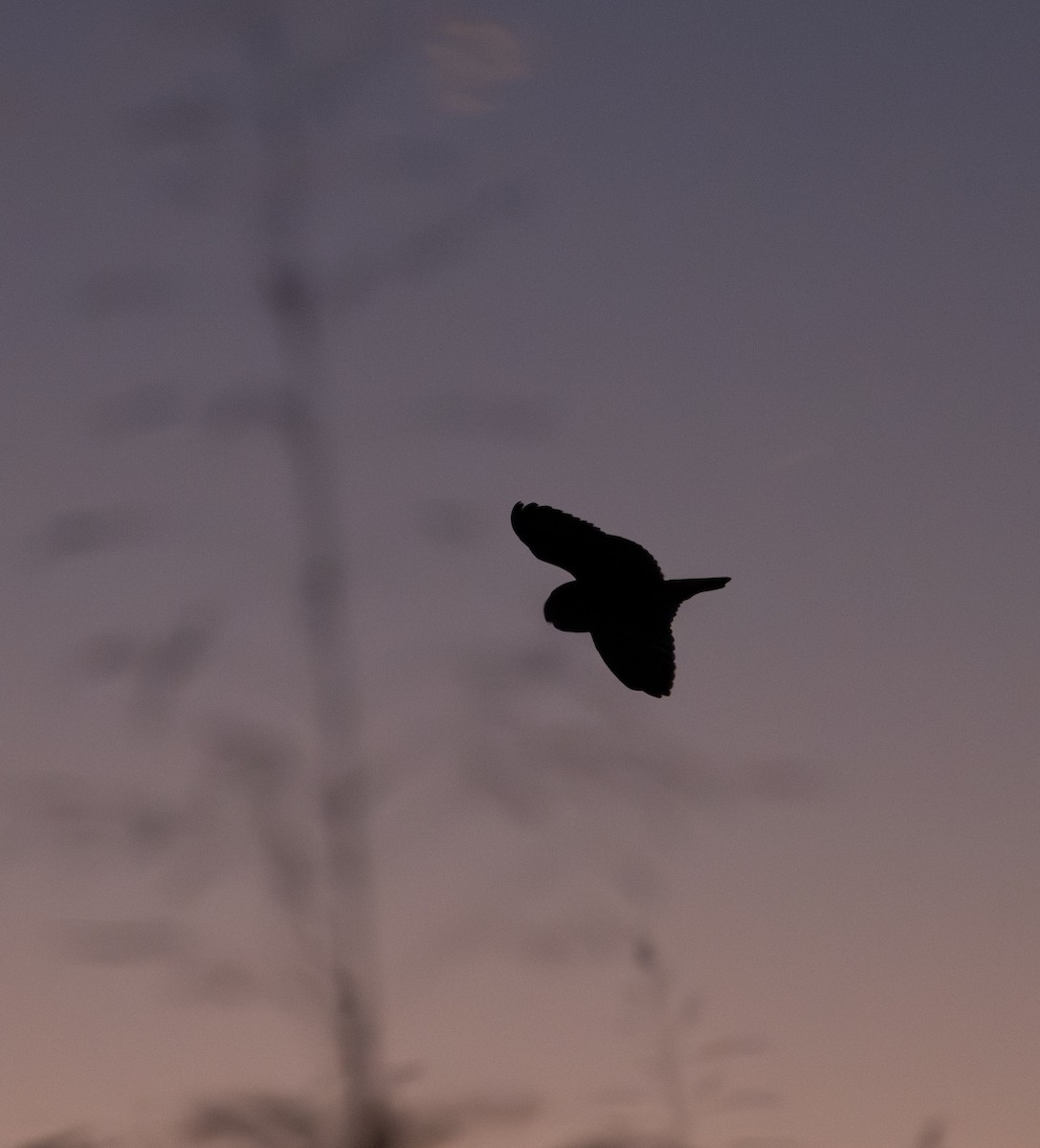 Short-eared Owl - ML646588294