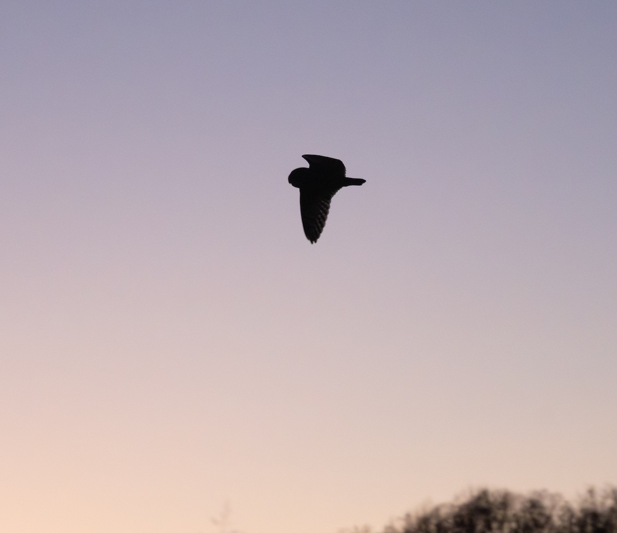 Short-eared Owl - ML646588296
