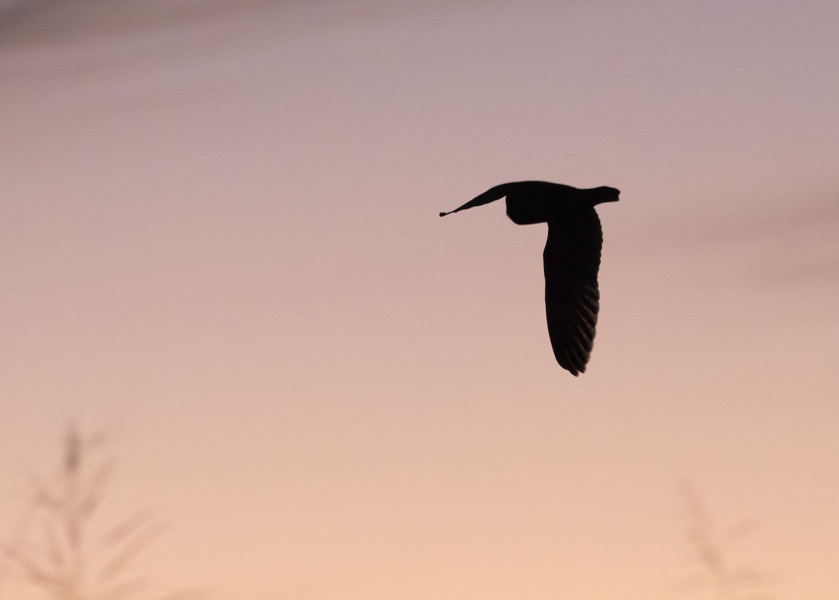 Short-eared Owl - ML646588297