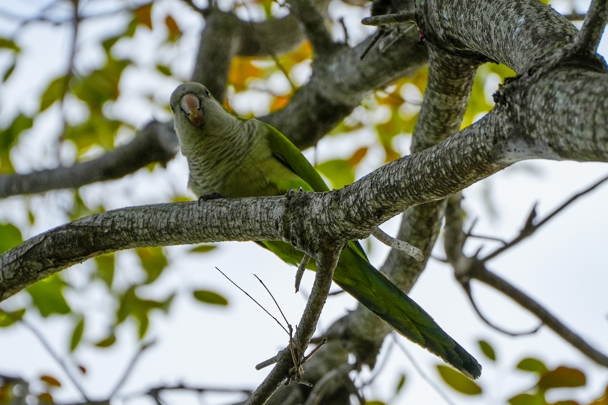 Калита сіроволий - ML646588298