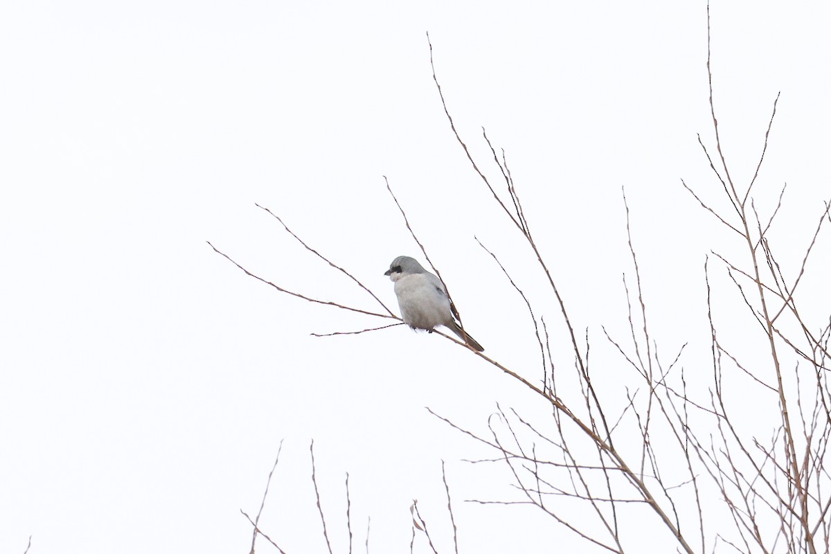 Raubwürger - ML646588299