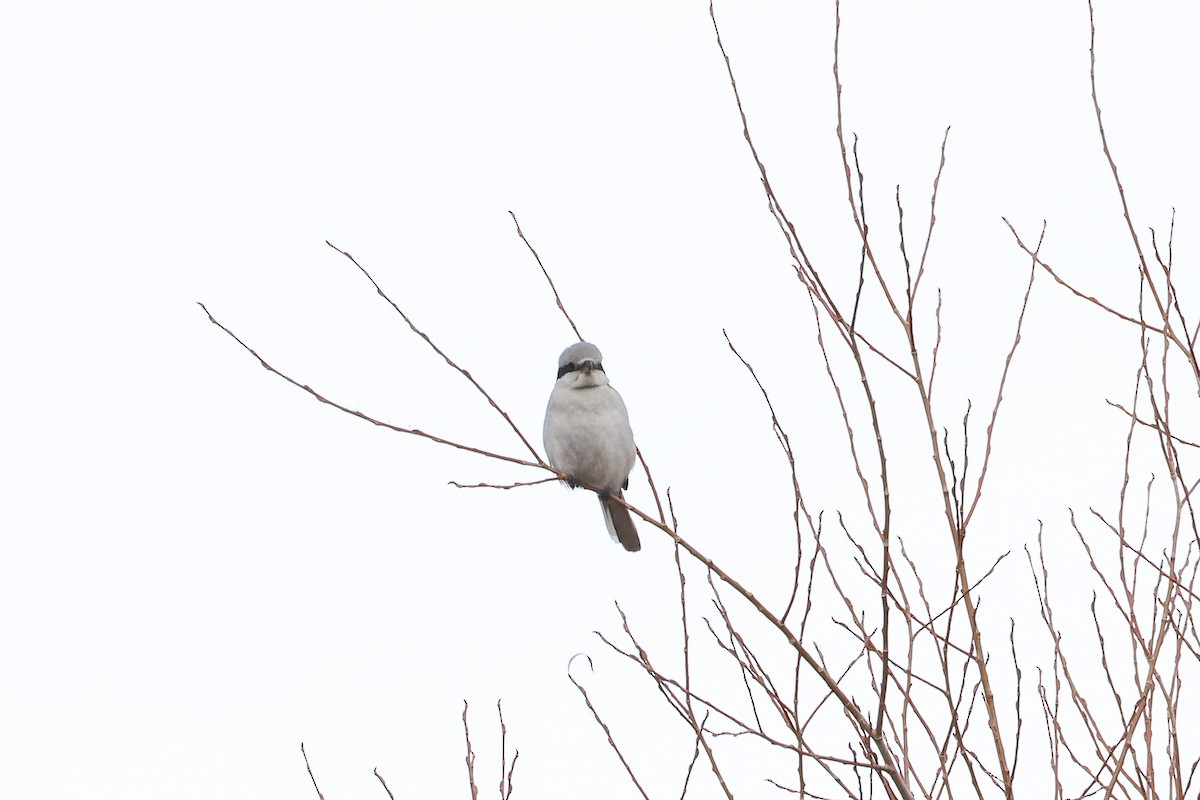 Raubwürger - ML646588300