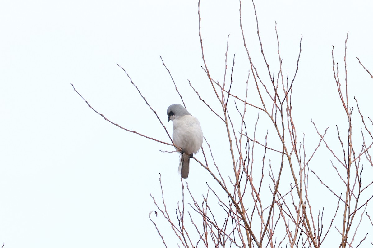 Raubwürger - ML646588301