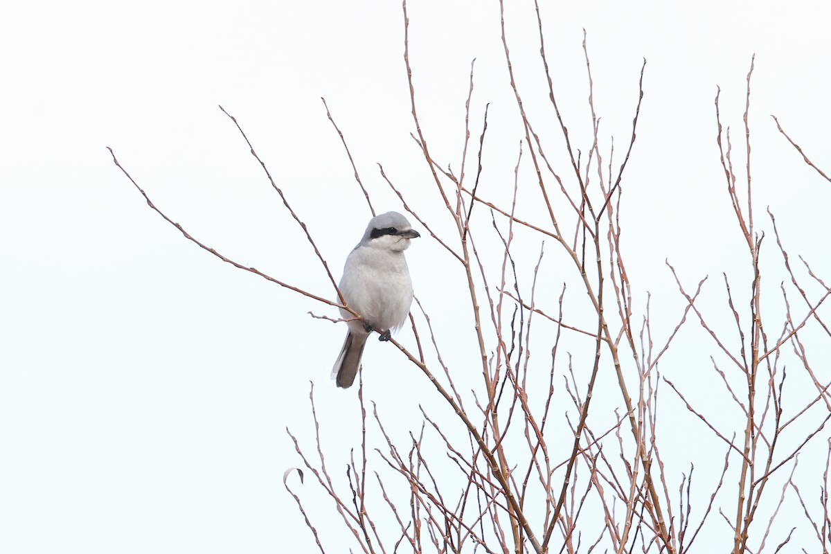 Raubwürger - ML646588302