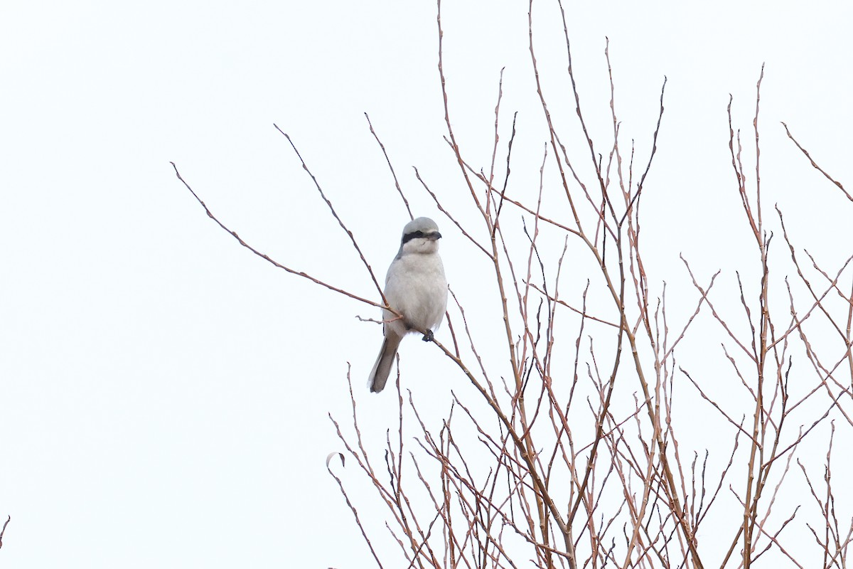 Raubwürger - ML646588303