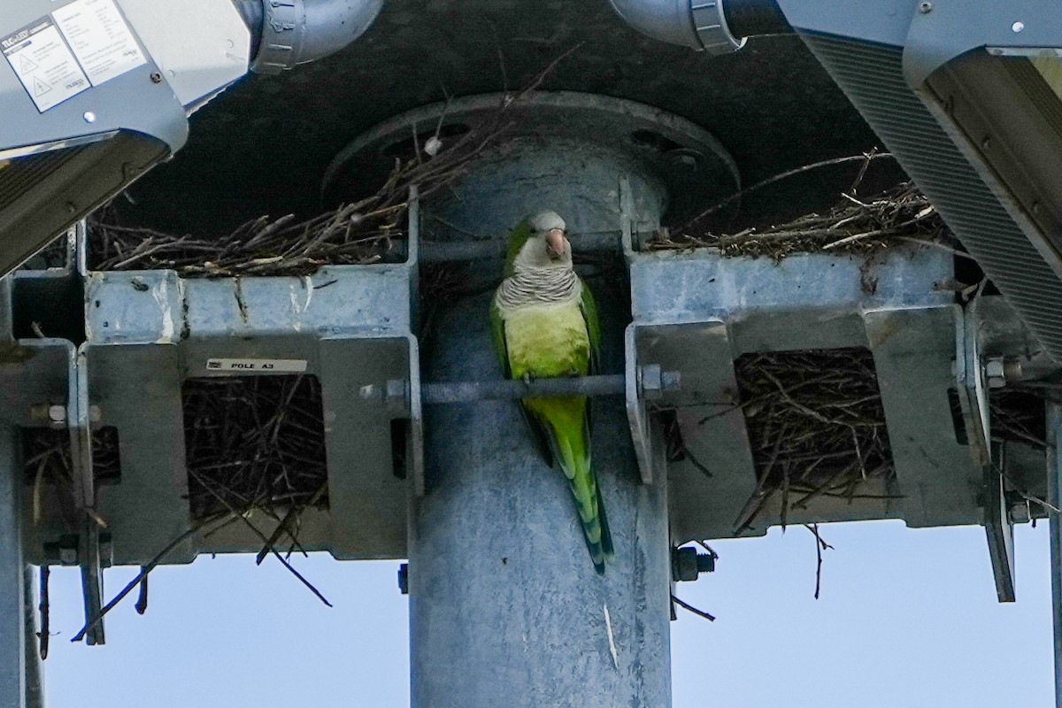 Калита сіроволий - ML646588304