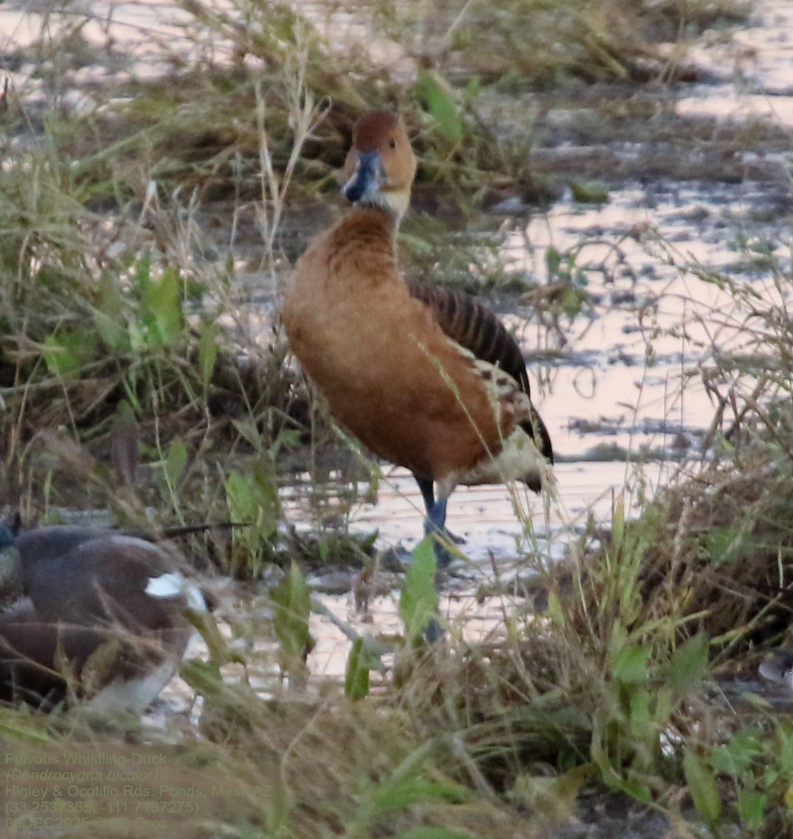 Gelbbrust-Pfeifgans - ML646588307