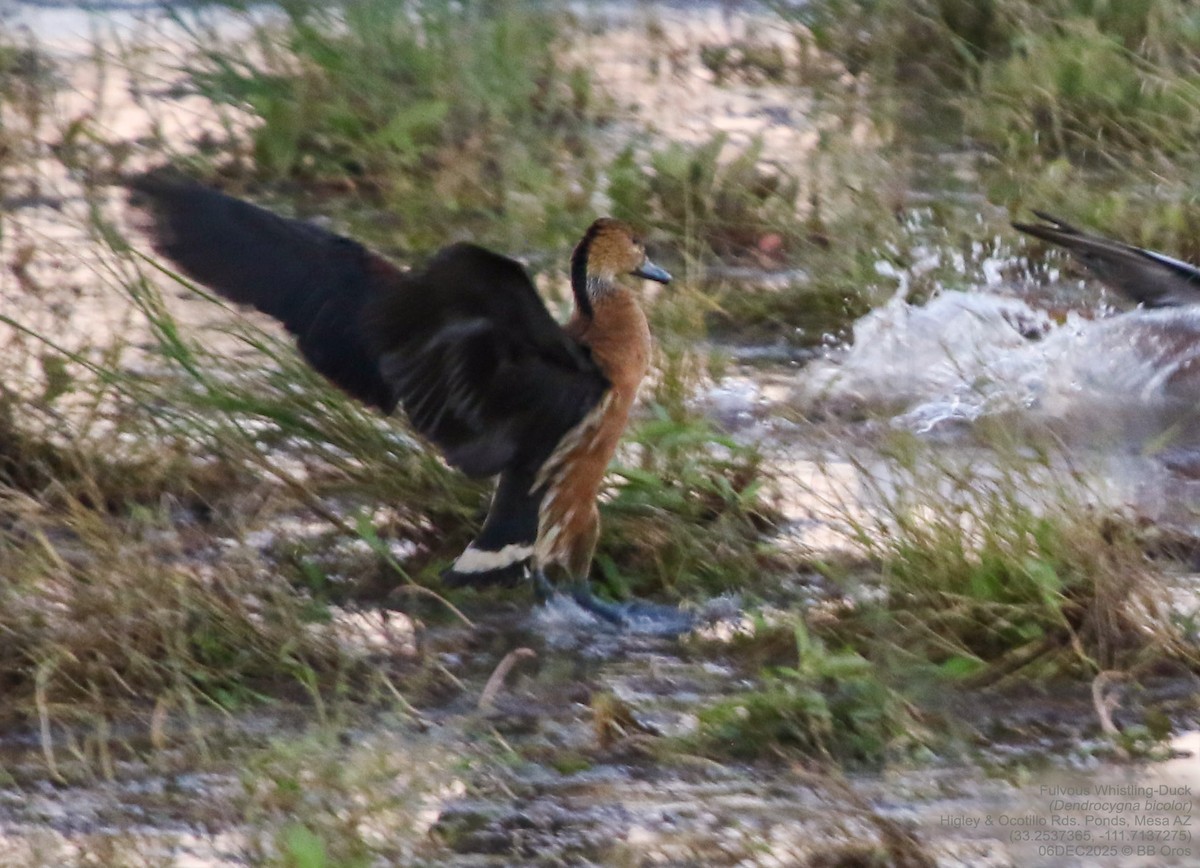 Gelbbrust-Pfeifgans - ML646588308