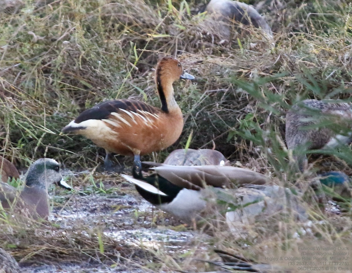 Gelbbrust-Pfeifgans - ML646588309