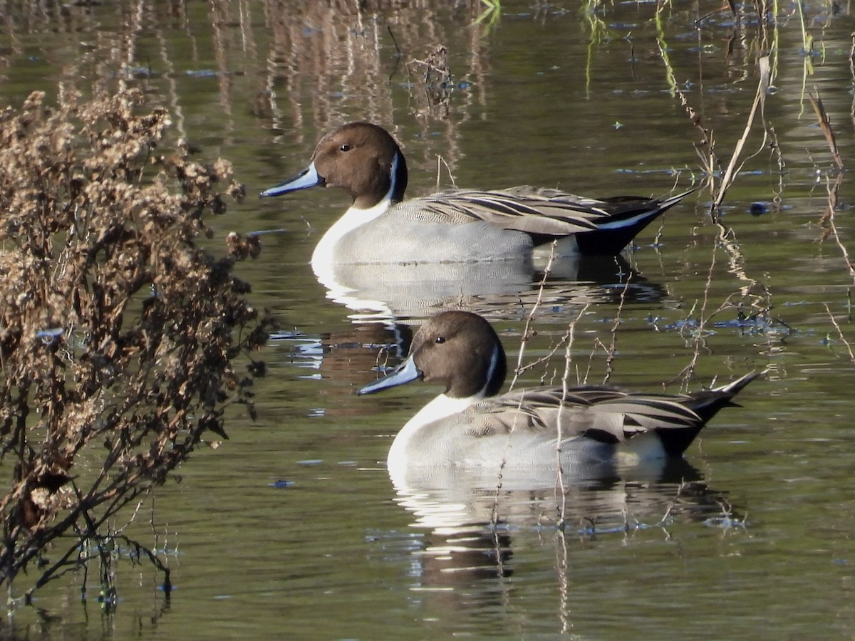 Northern Pintail - ML646588310