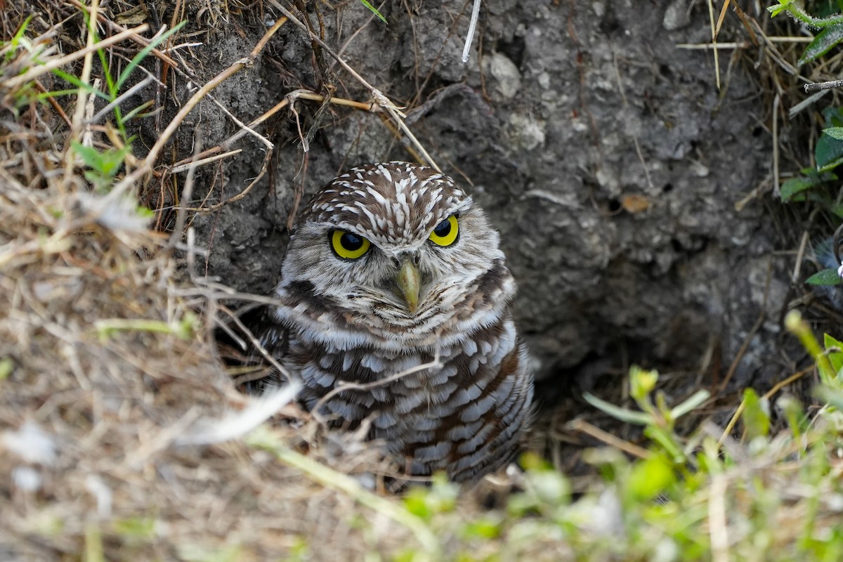 Сич американський - ML646588312