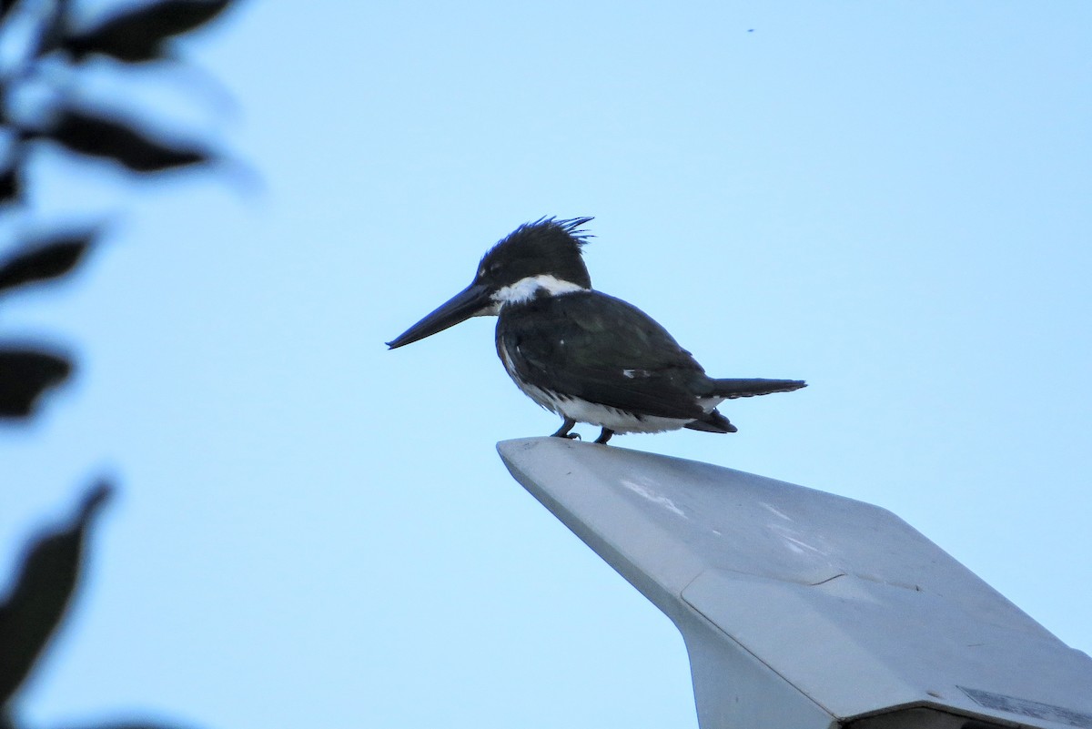 Amazon Kingfisher - ML646588313