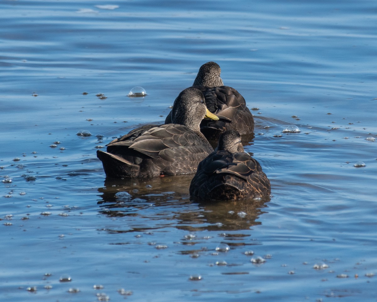 American Black Duck - ML646588314