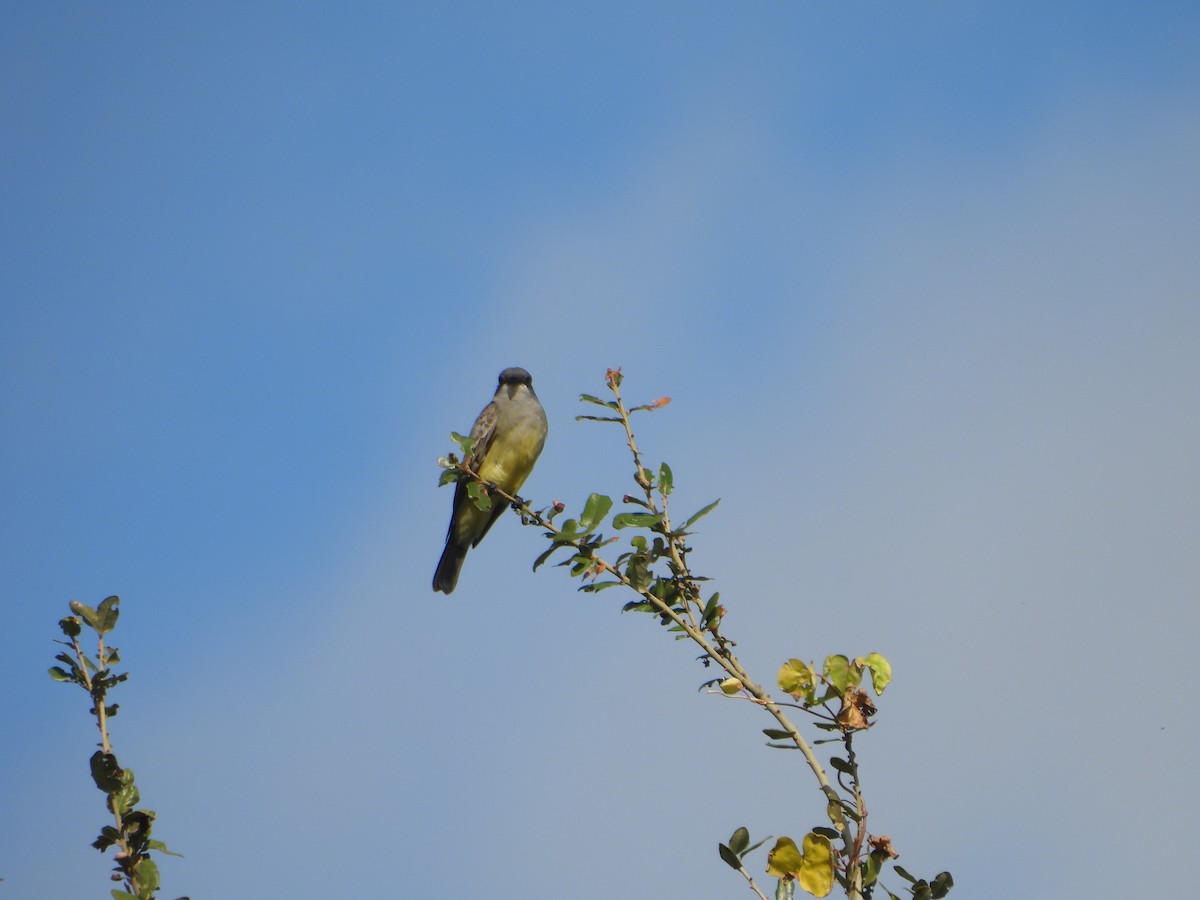 Cassin's Kingbird - ML646588315