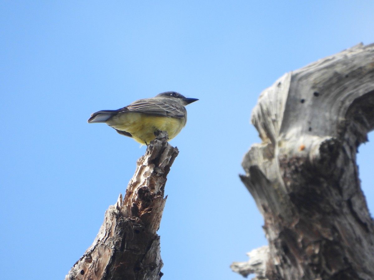 Cassin's Kingbird - ML646588316