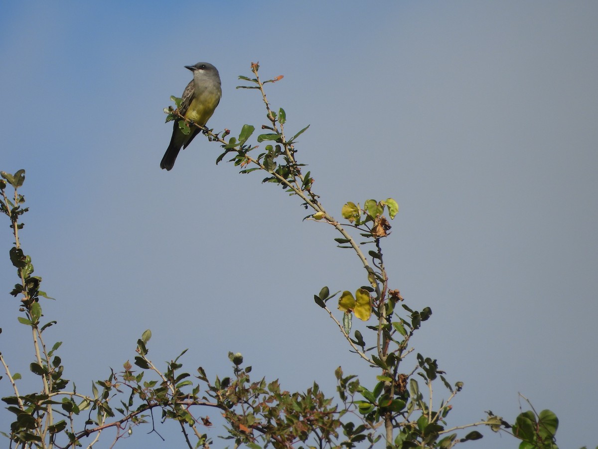 Cassin's Kingbird - ML646588317