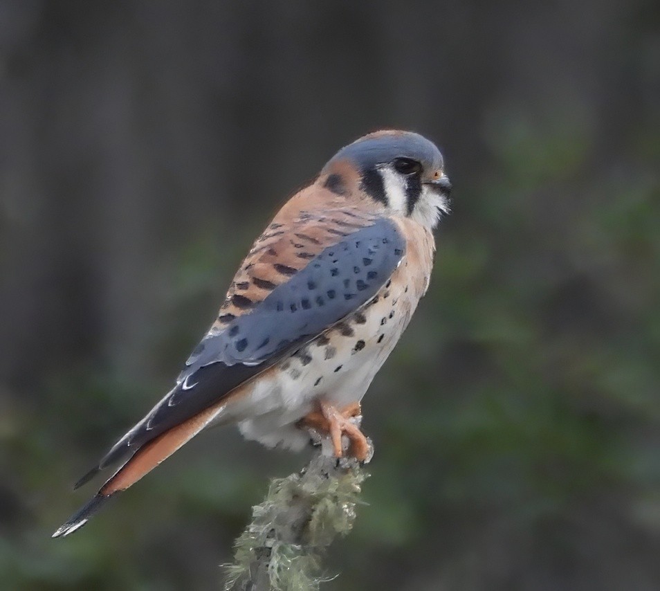 American Kestrel - ML646588318