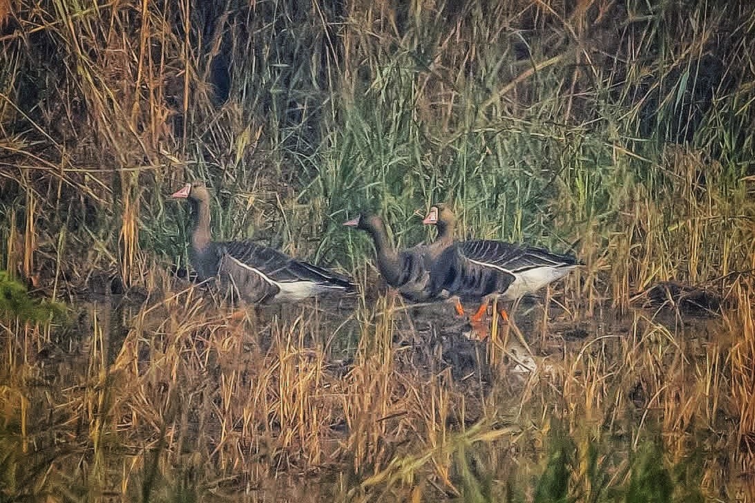Greater White-fronted Goose - ML646588319