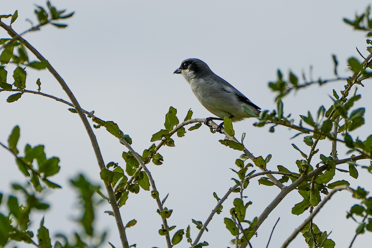 アメリカオオモズ - ML646588320