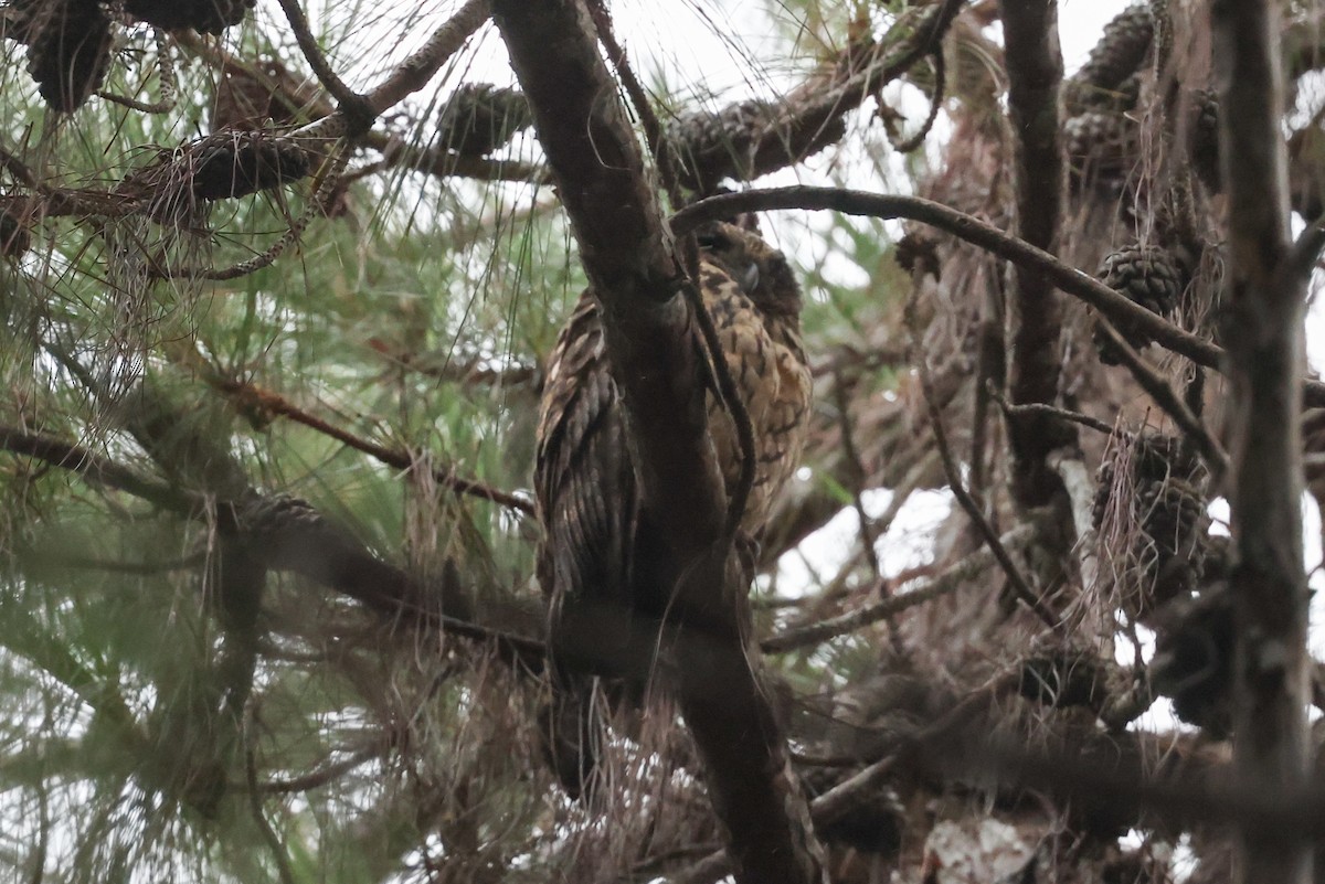 Madagascar Owl - ML646588321