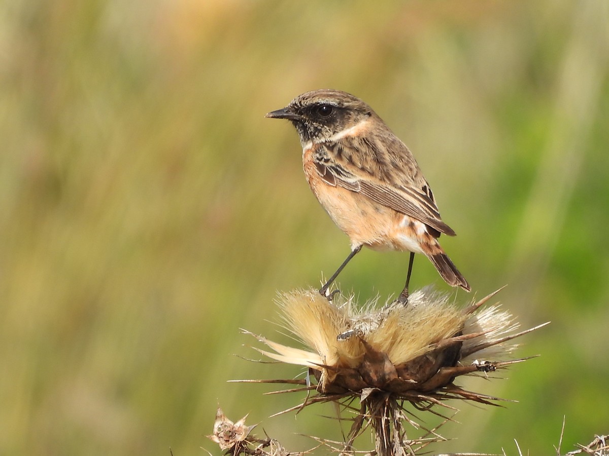 European Stonechat - ML646588322