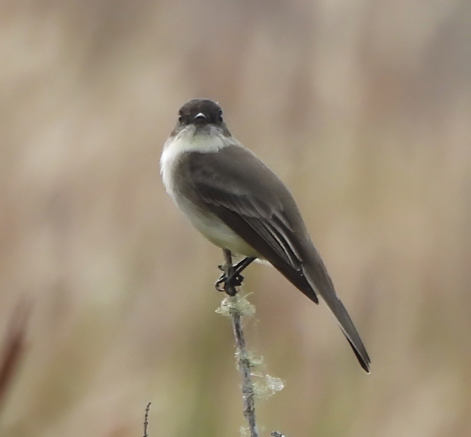 Eastern Phoebe - ML646588323