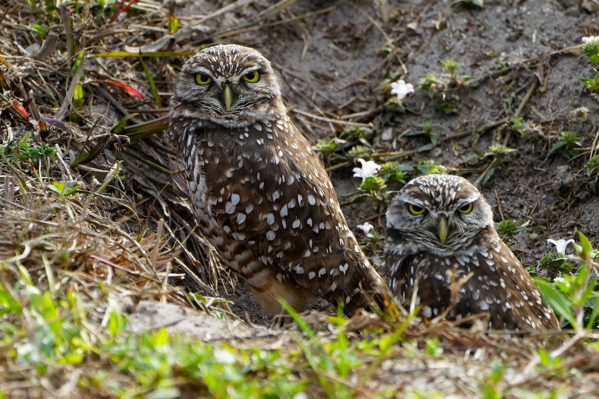 Сич американський - ML646588324