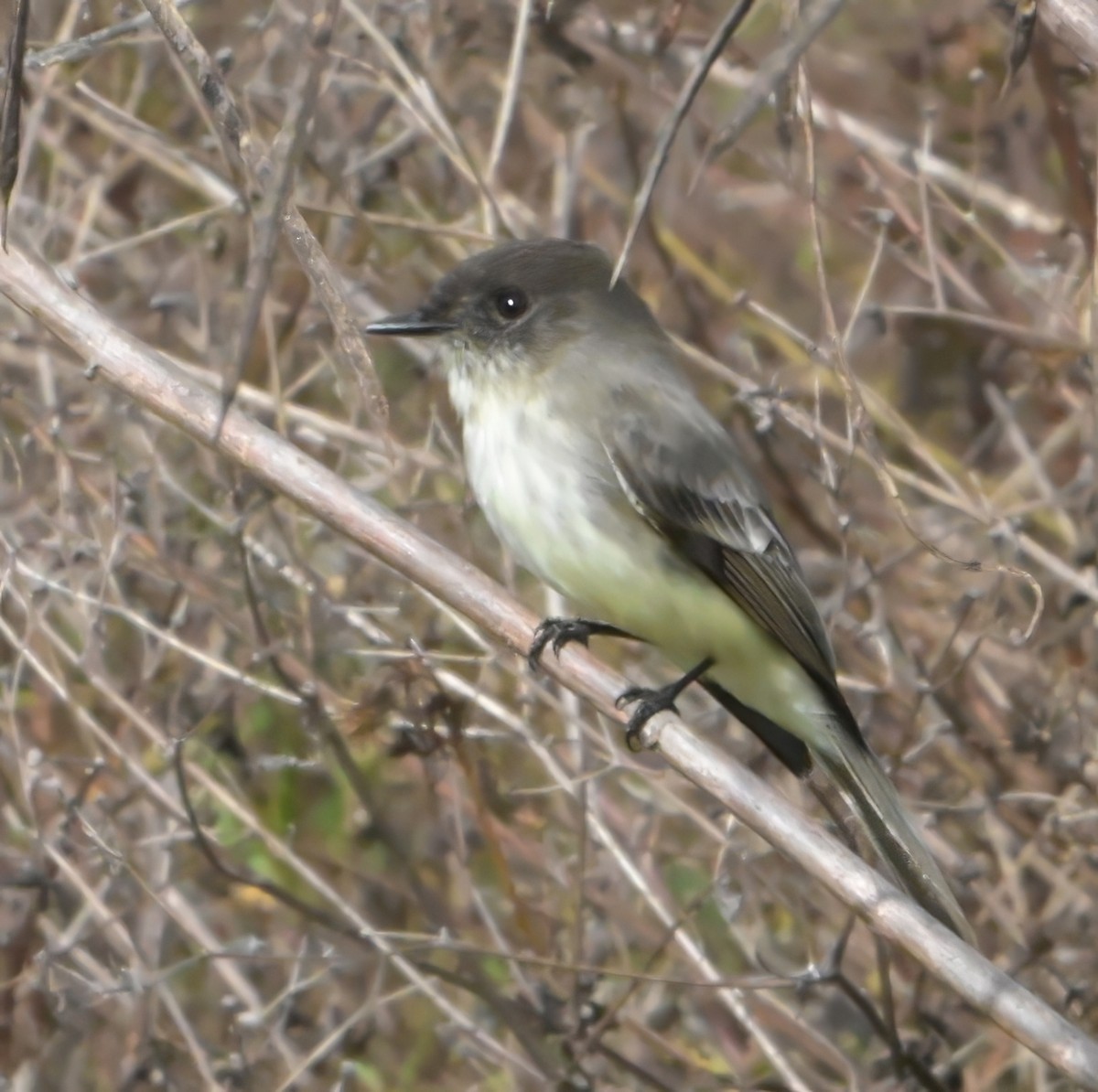 Eastern Phoebe - ML646588326