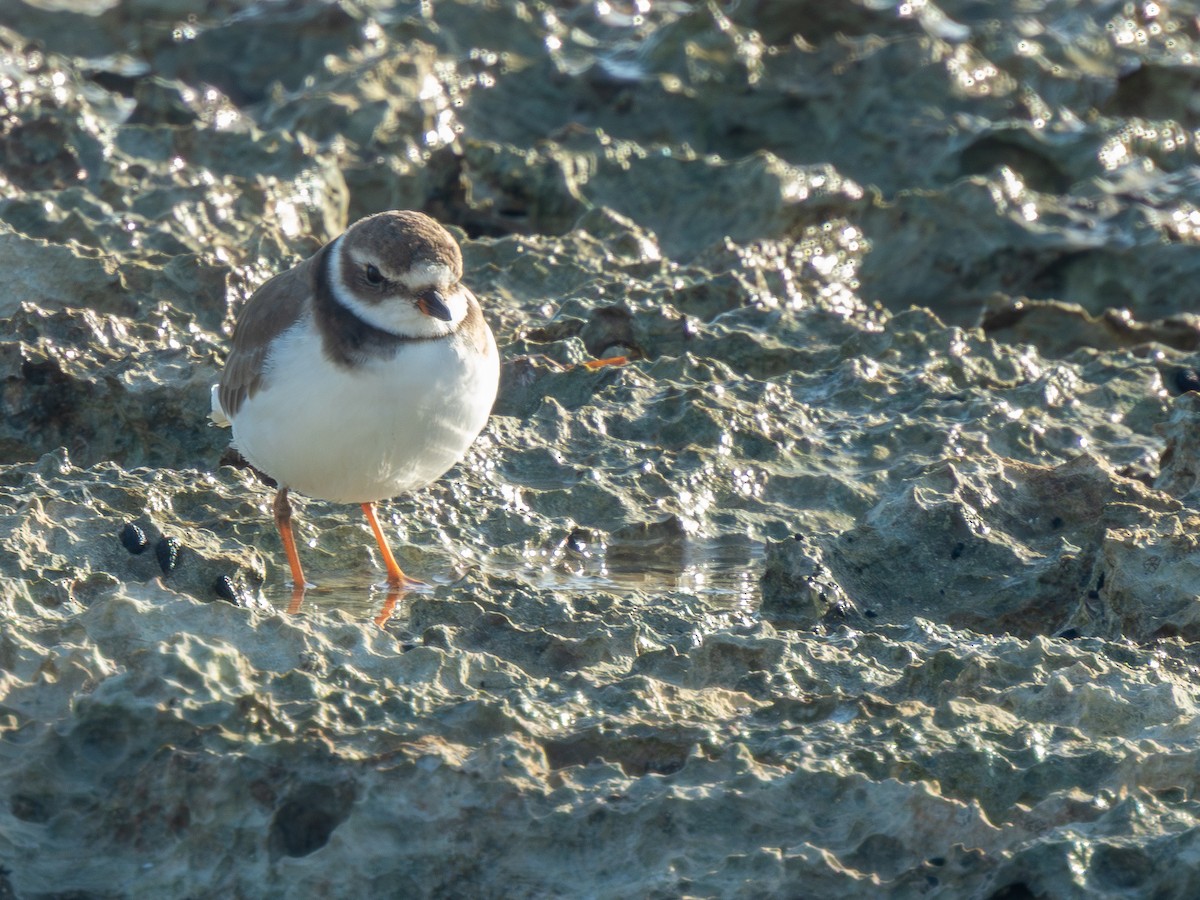Semipalmated Plover - ML646588330