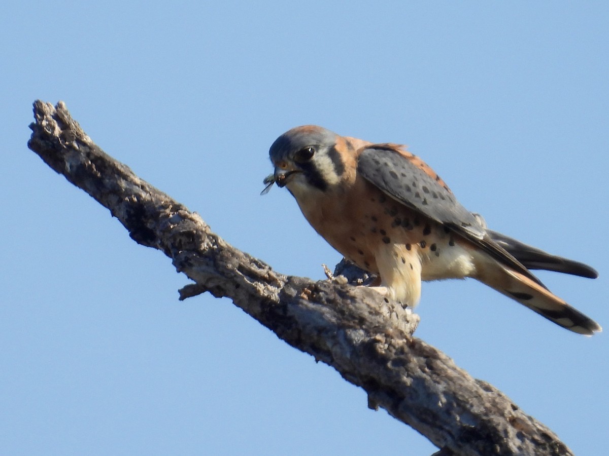 American Kestrel - ML646588333