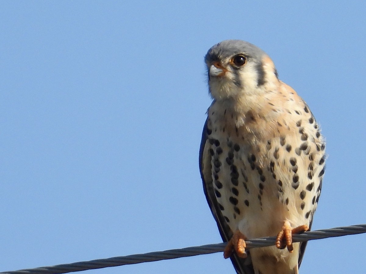 American Kestrel - ML646588334