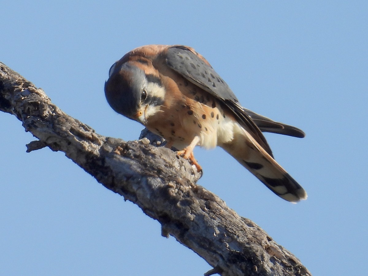 American Kestrel - ML646588335