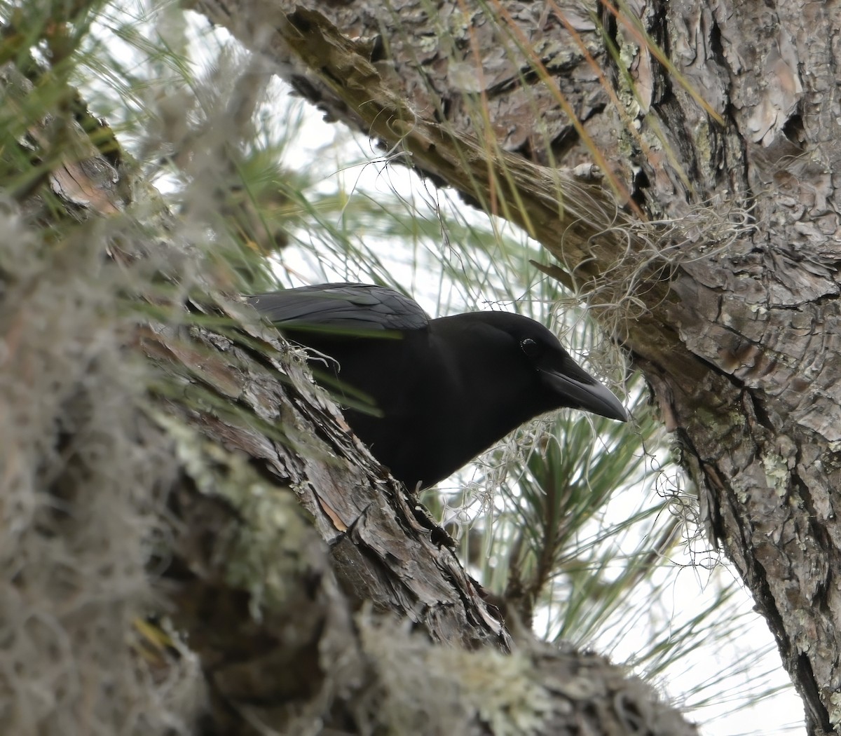 American Crow - ML646588340