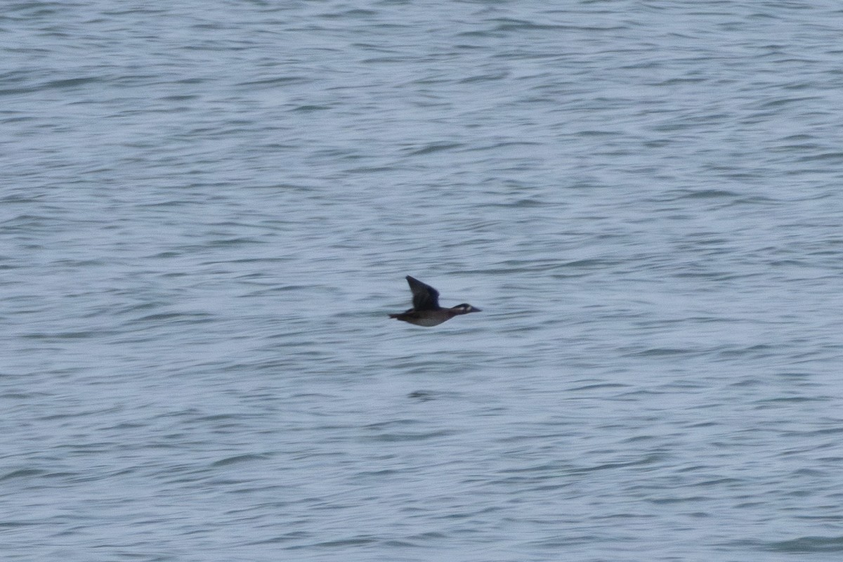 קטיפנית משברים - ML646588341