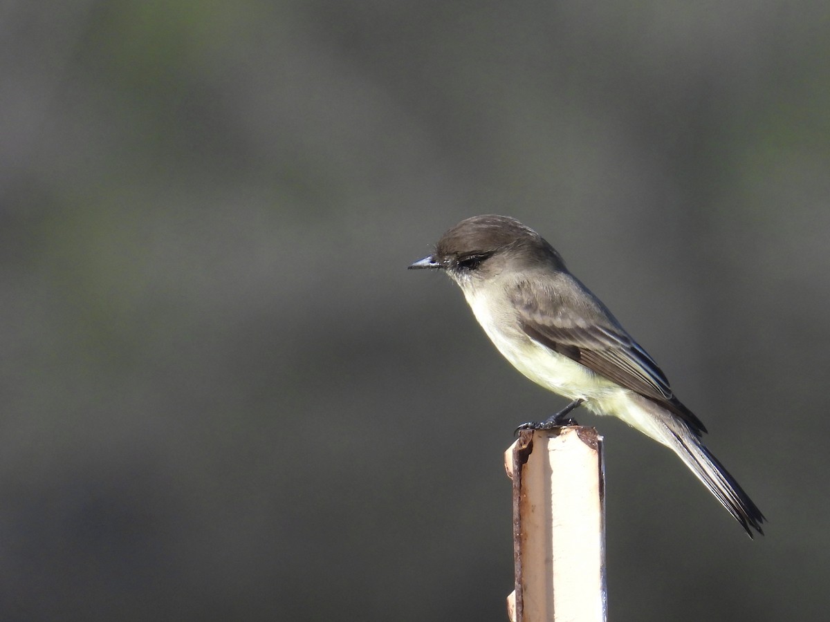 Eastern Phoebe - ML646588343