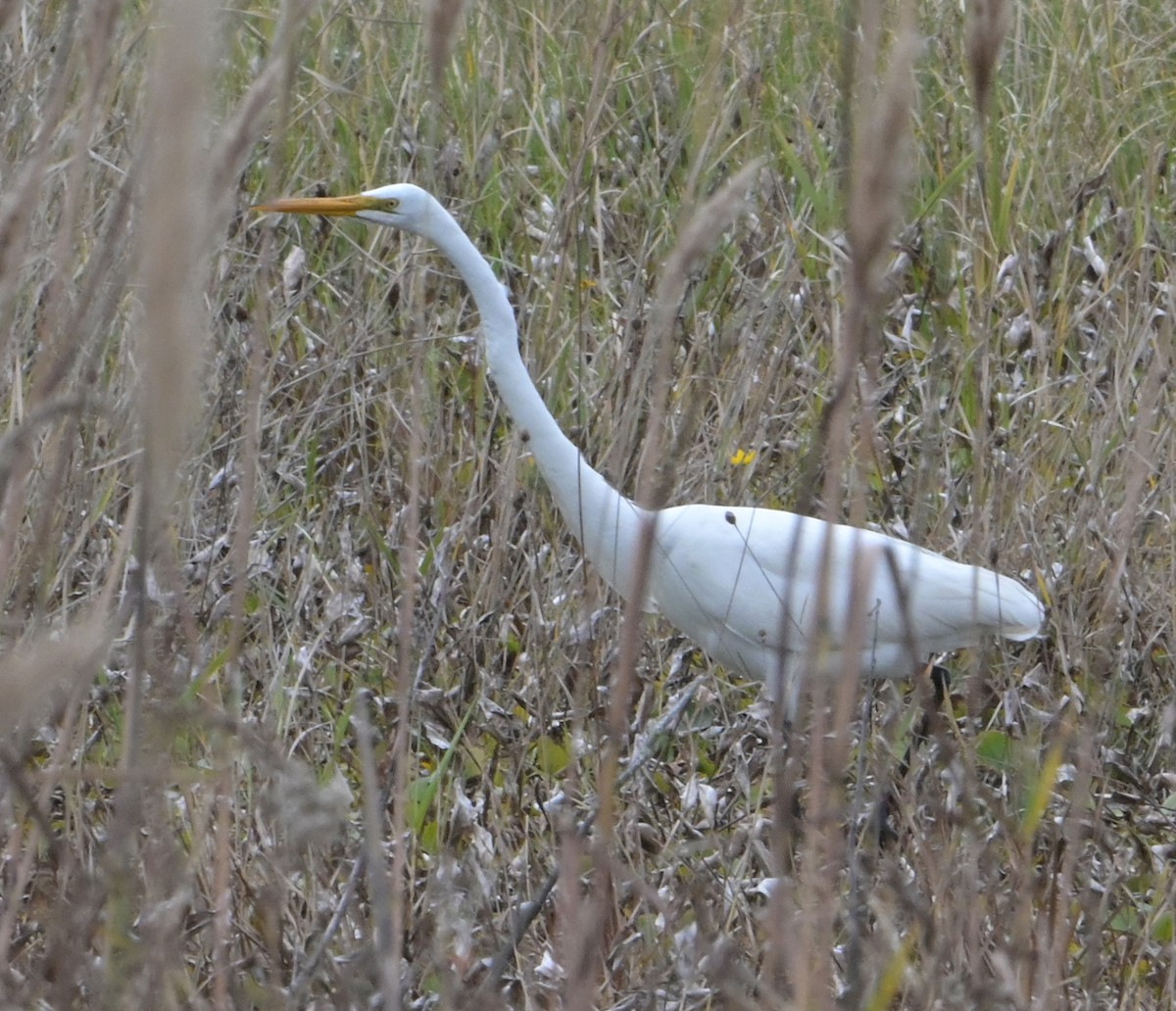 Great Egret - ML646588344