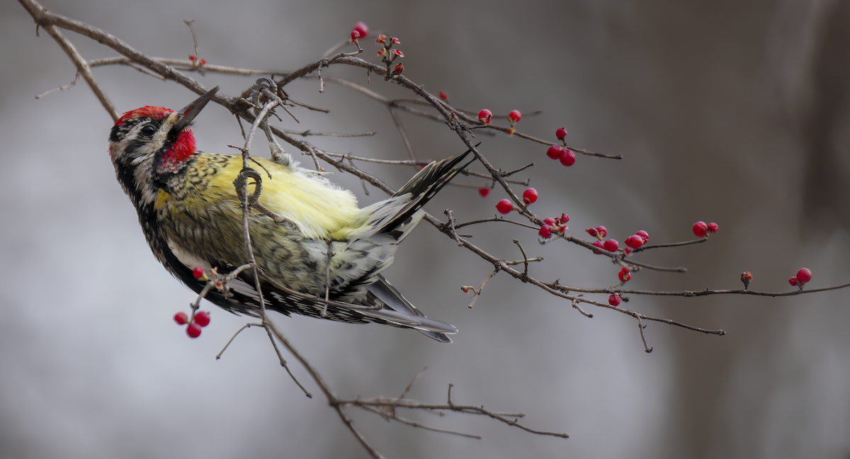 kanadasevjespett - ML646588345