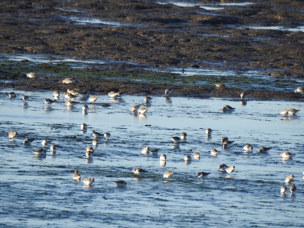 Correlimos de Alaska - ML646588346