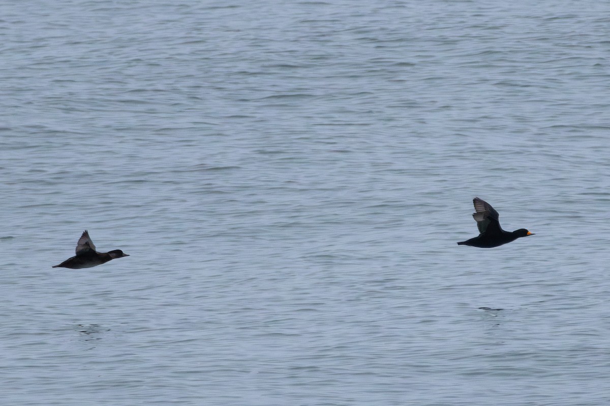 Pazifiktrauerente - ML646588347