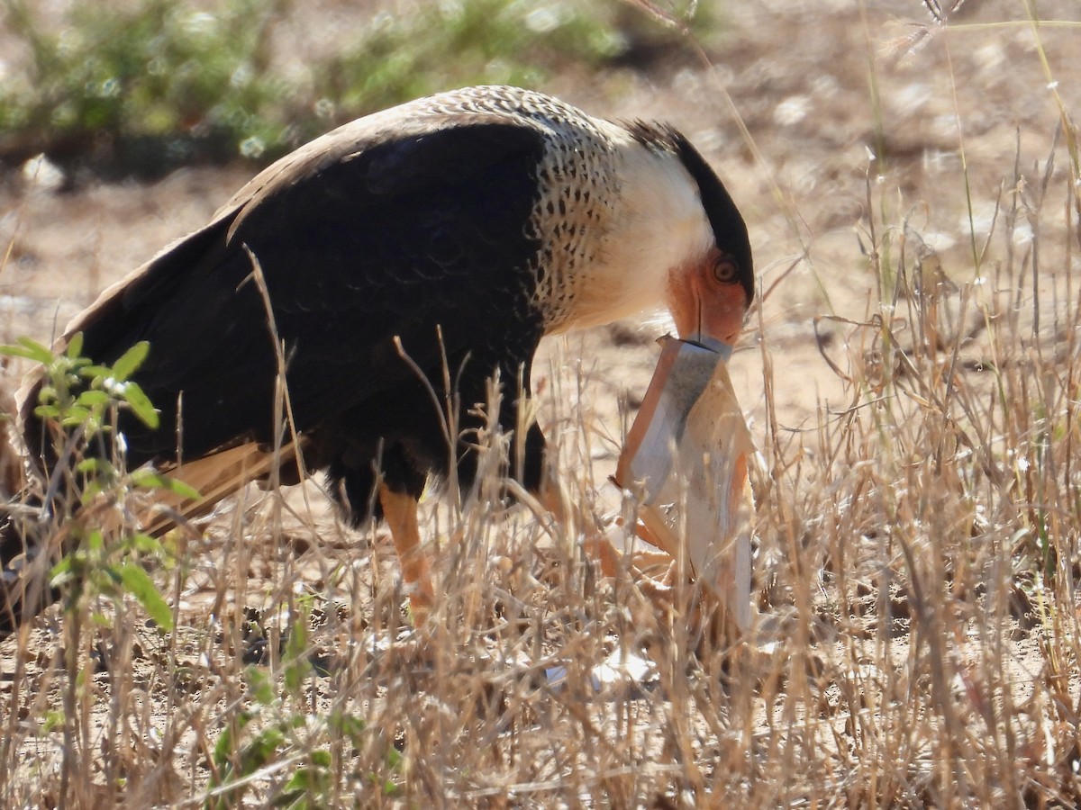Crested Caracara - ML646588349