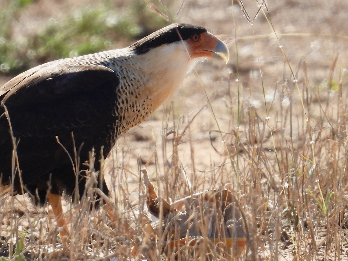 Crested Caracara - ML646588350
