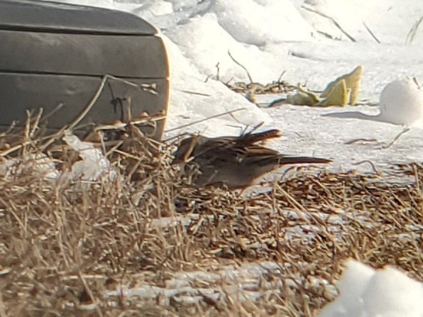 Chipping Sparrow - ML646588352