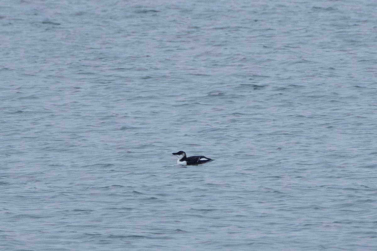 אלקה גדולה - ML646588353