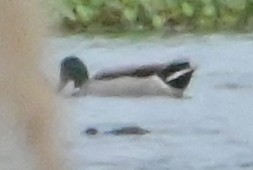 Mallard - ML646588354