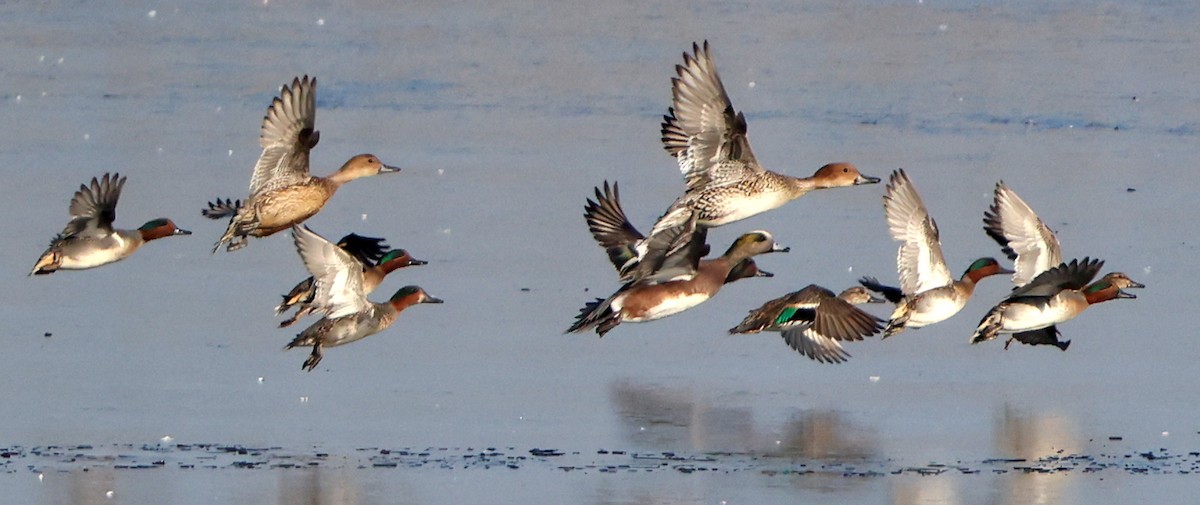 アメリカヒドリ - ML646588356