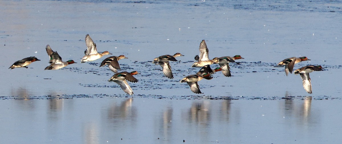 アメリカヒドリ - ML646588357